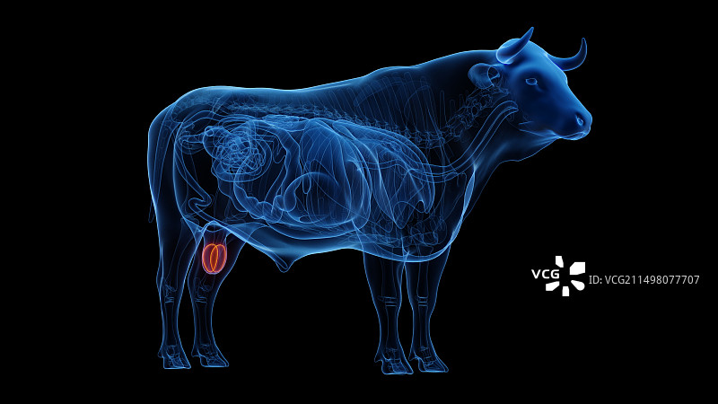 牛睾丸图图片素材