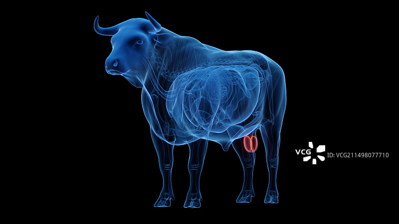 牛睾丸图图片素材