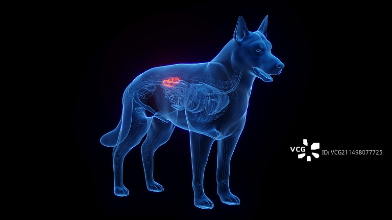 狗的肾脏插画图片素材