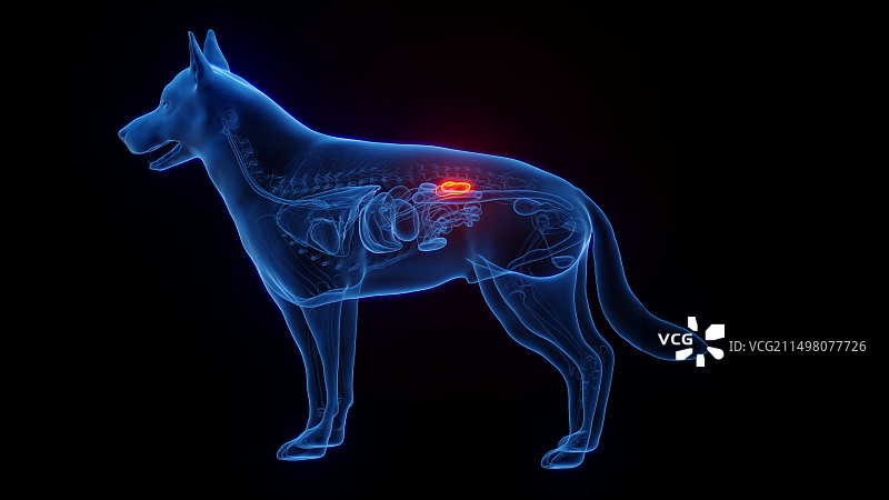 狗的肾脏插画图片素材