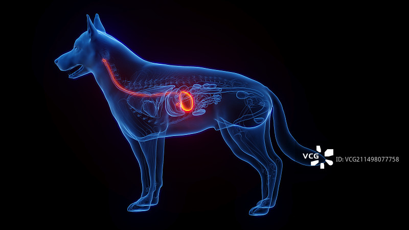 狗狗的胃和食道图图片素材