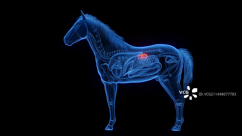 马的肾脏插图图片素材