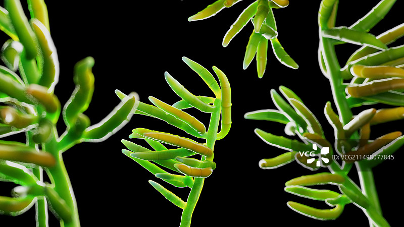 镰刀菌霉菌插图图片素材