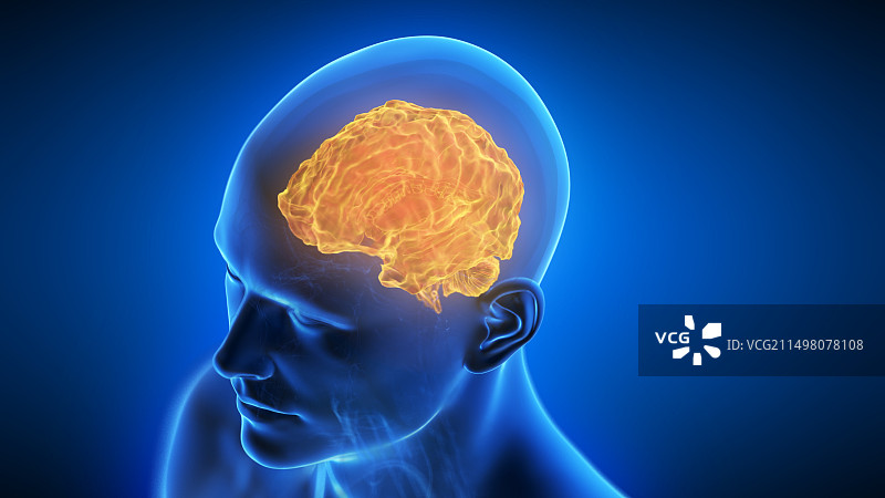 退化的人脑插图图片素材