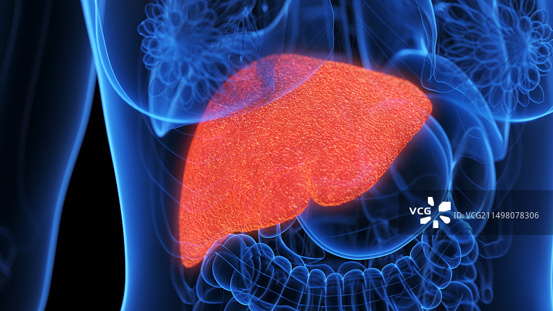 发炎的肝脏插图图片素材