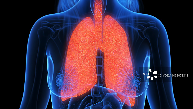 肺部炎症插图图片素材