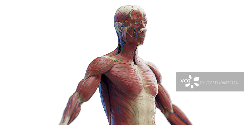 男性躯干肌肉插图图片素材