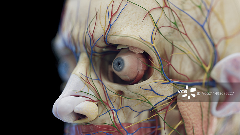 男性头部器官图图片素材