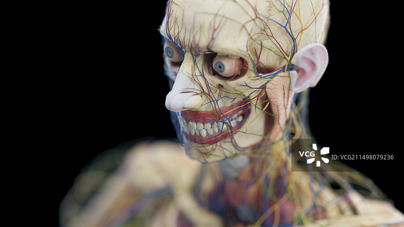 男性头部器官图图片素材