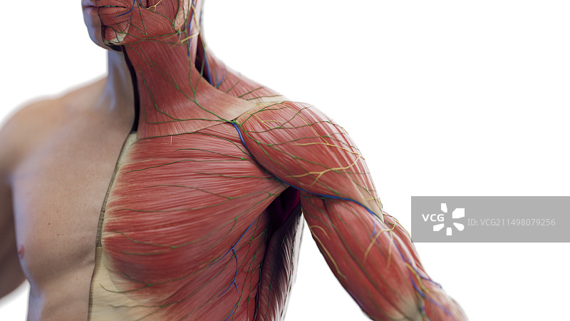 男性胸部和手臂肌肉插图图片素材