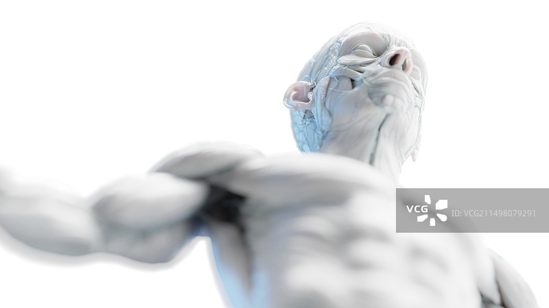 男性躯干肌肉插图图片素材