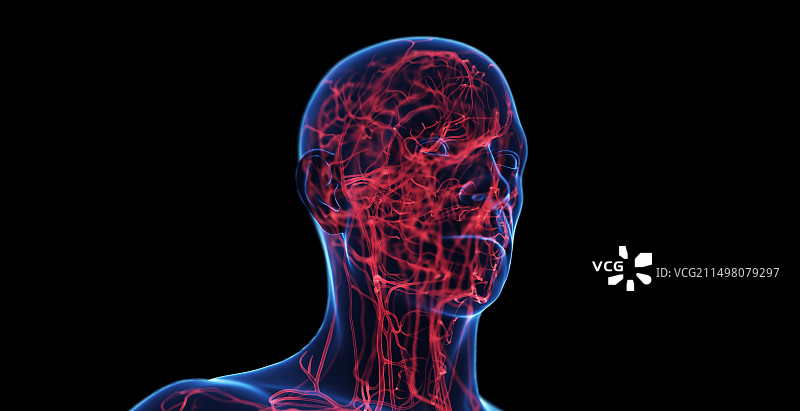 男性头部血管系统图图片素材