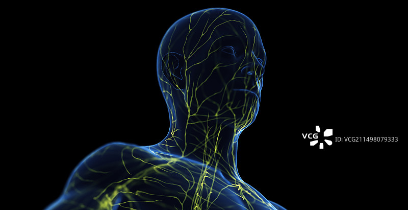 男性淋巴系统图图片素材