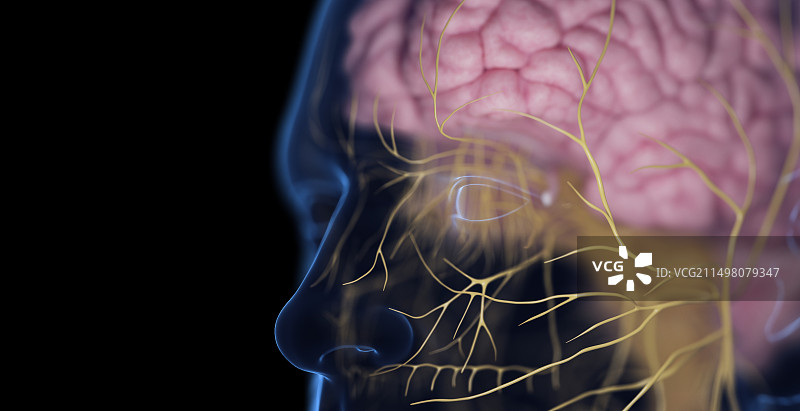 男性神经系统，插图图片素材