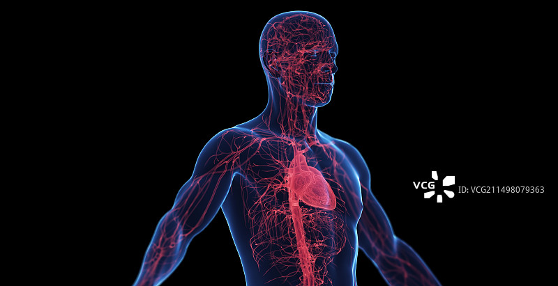 男性心血管系统图示图片素材