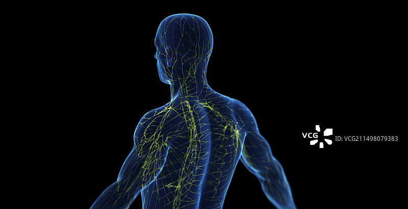男性淋巴系统图图片素材