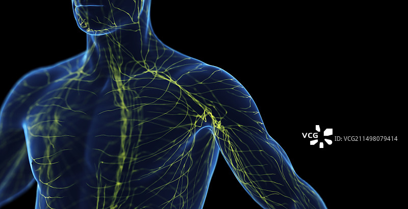 男性淋巴系统图图片素材