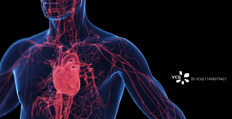 男性心血管系统图示图片素材