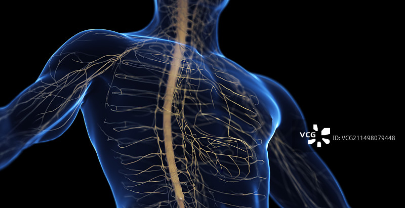 男性神经系统，插图图片素材