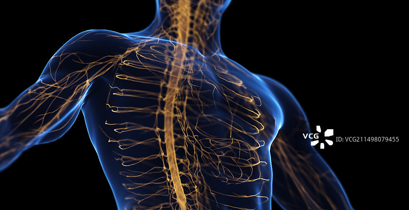 男性神经系统，插图图片素材