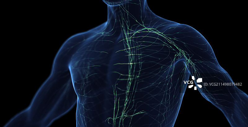 男性淋巴系统图图片素材