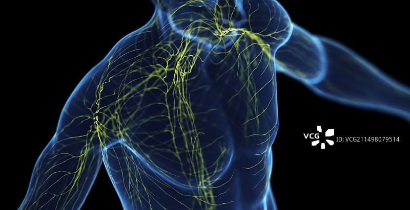 男性淋巴系统图图片素材