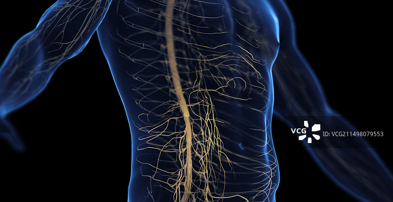 男性腹部神经系统图图片素材
