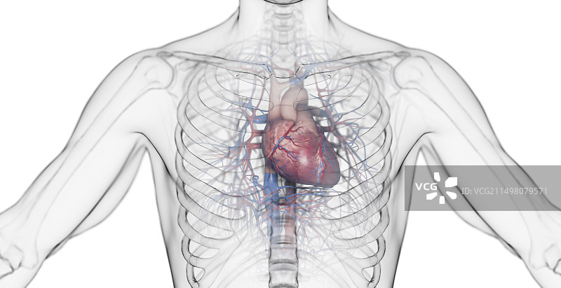 男性心脏，图示图片素材