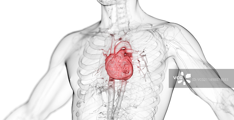 男性心脏，图示图片素材