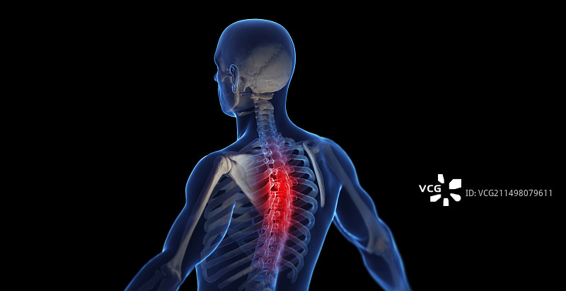 男性胸椎插图图片素材