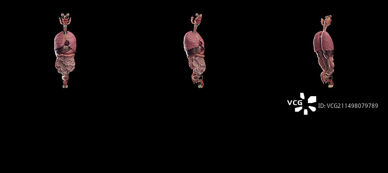 男性内脏器官，图示图片素材