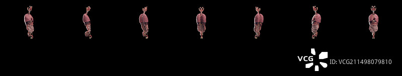 男性内脏器官，图示图片素材