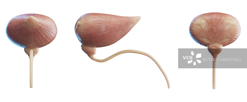 膀胱和尿道插图图片素材