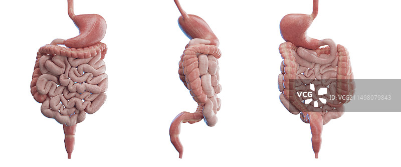 消化系统图示图片素材