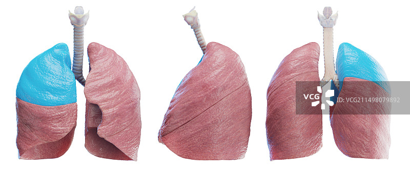 右肺，图示图片素材