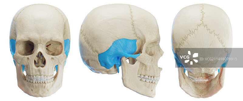 颞骨插画图片素材