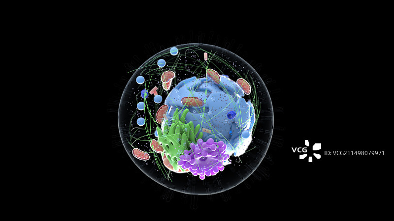 人体细胞，图示图片素材