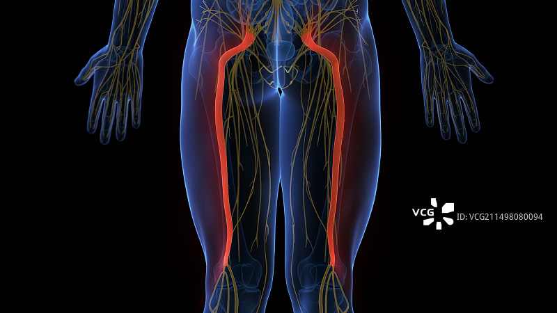坐骨神经，图示图片素材