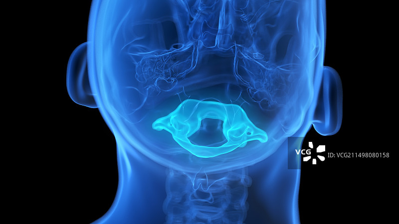 寰椎骨骼图解图片素材