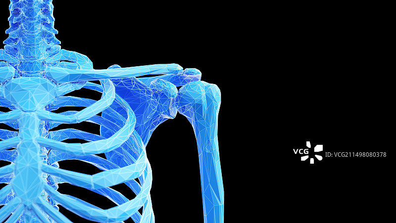 肩胛骨插图图片素材