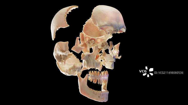 骷髅插画图片素材