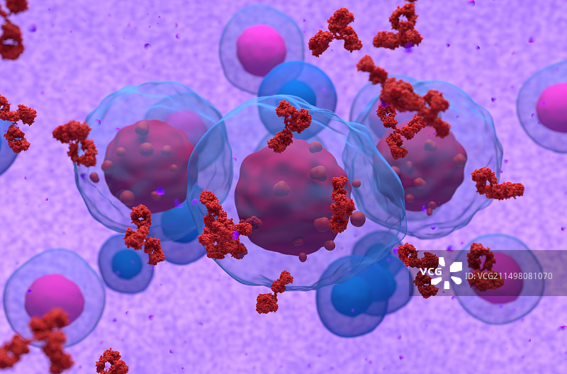 多发性骨髓瘤细胞释放副蛋白，图示图片素材