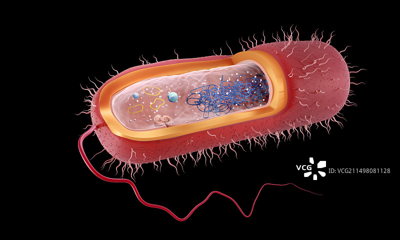 杆状革兰氏阴性细菌，图示图片素材
