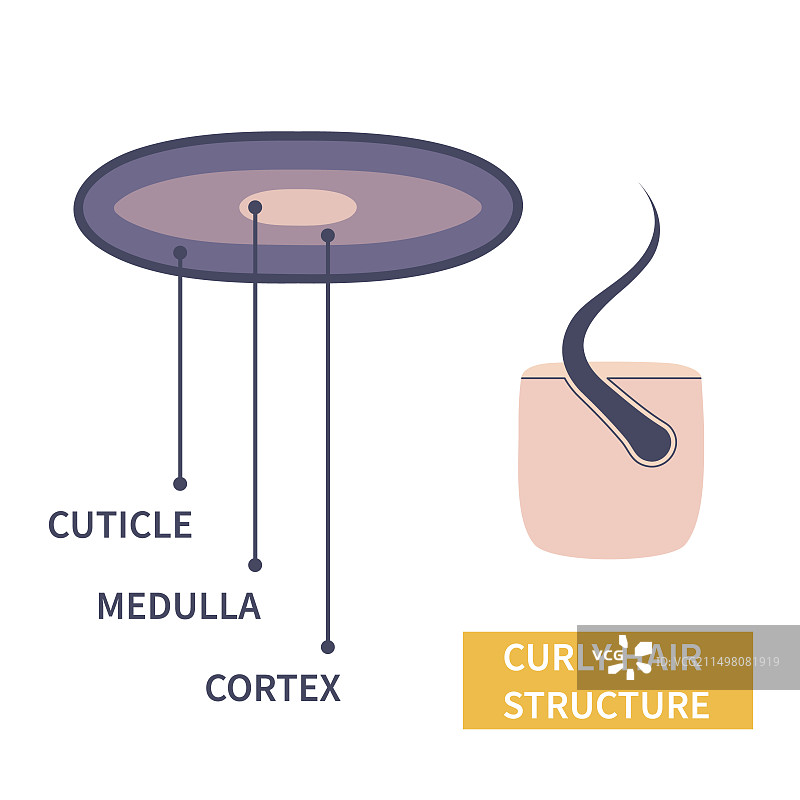 卷发结构插图图片素材