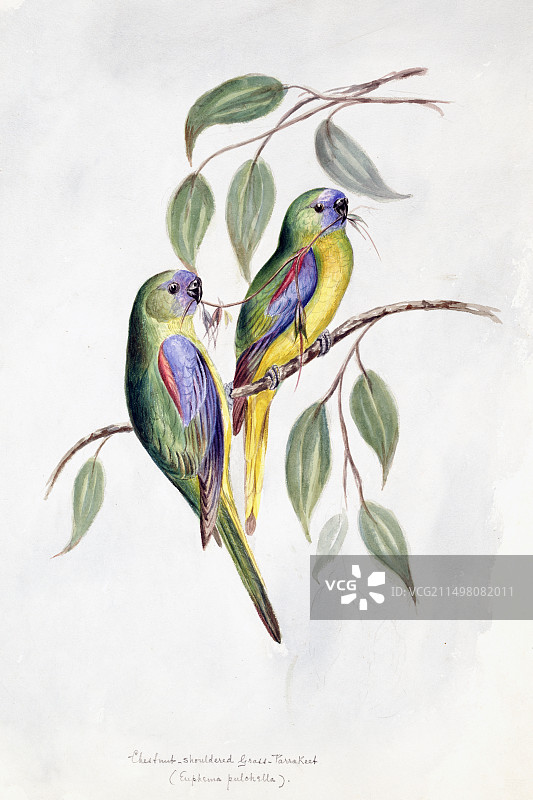 绿松石鹦鹉插画图片素材