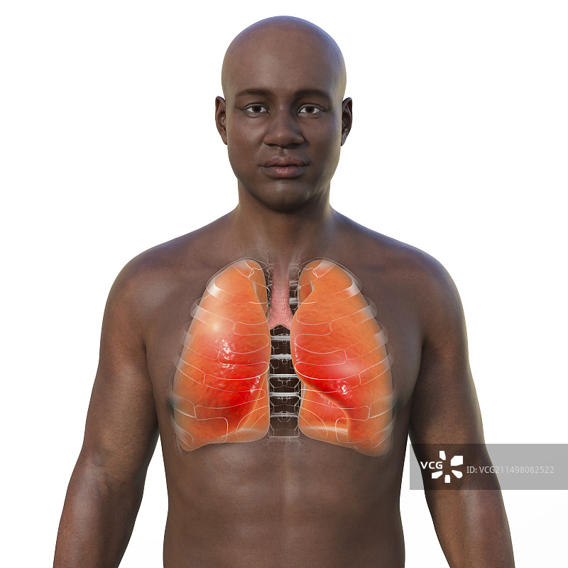 健康的肺部插图图片素材