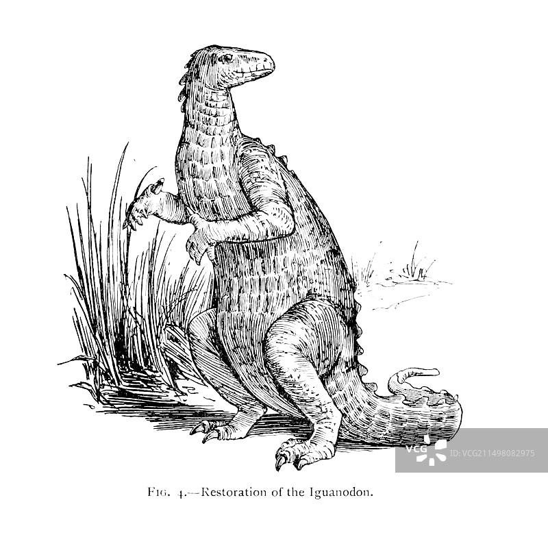 禽龙插画图片素材