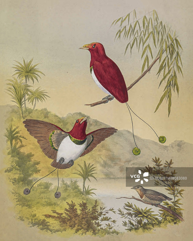 十九世纪极乐鸟国王插画图片素材