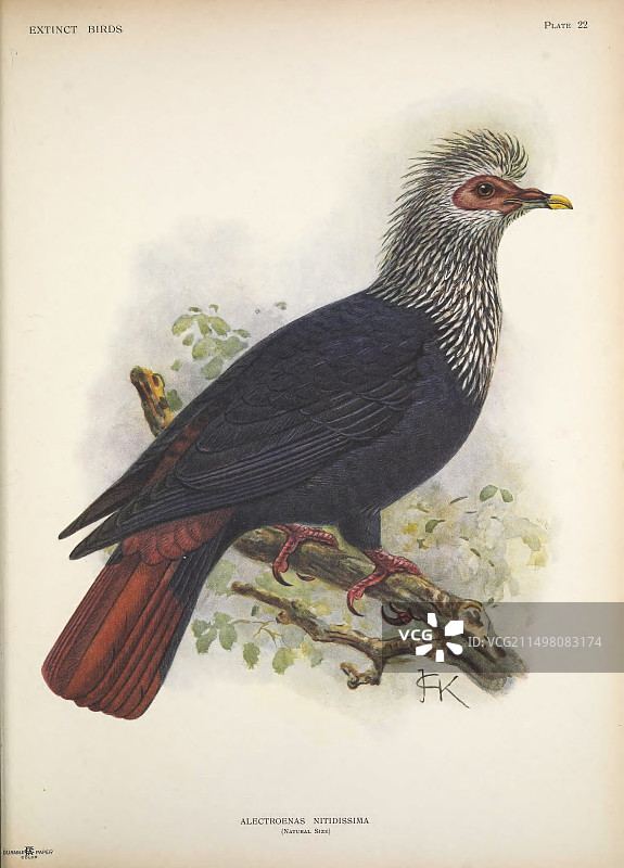 毛里求斯蓝鸠插画图片素材