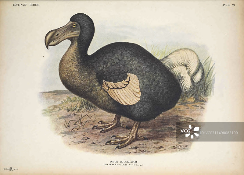 渡渡鸟插图图片素材